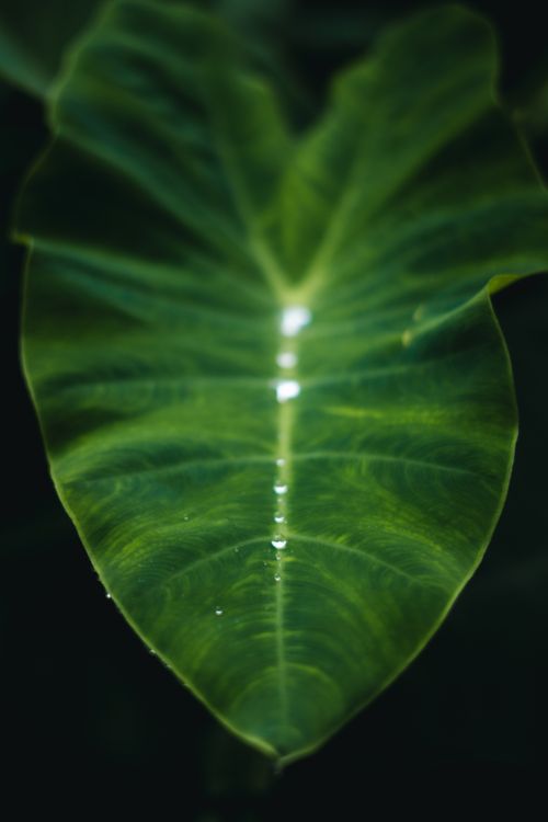 Free Detailed macro photo of dewdrops on a green leaf, showcasing nature's beauty. Stock Photo