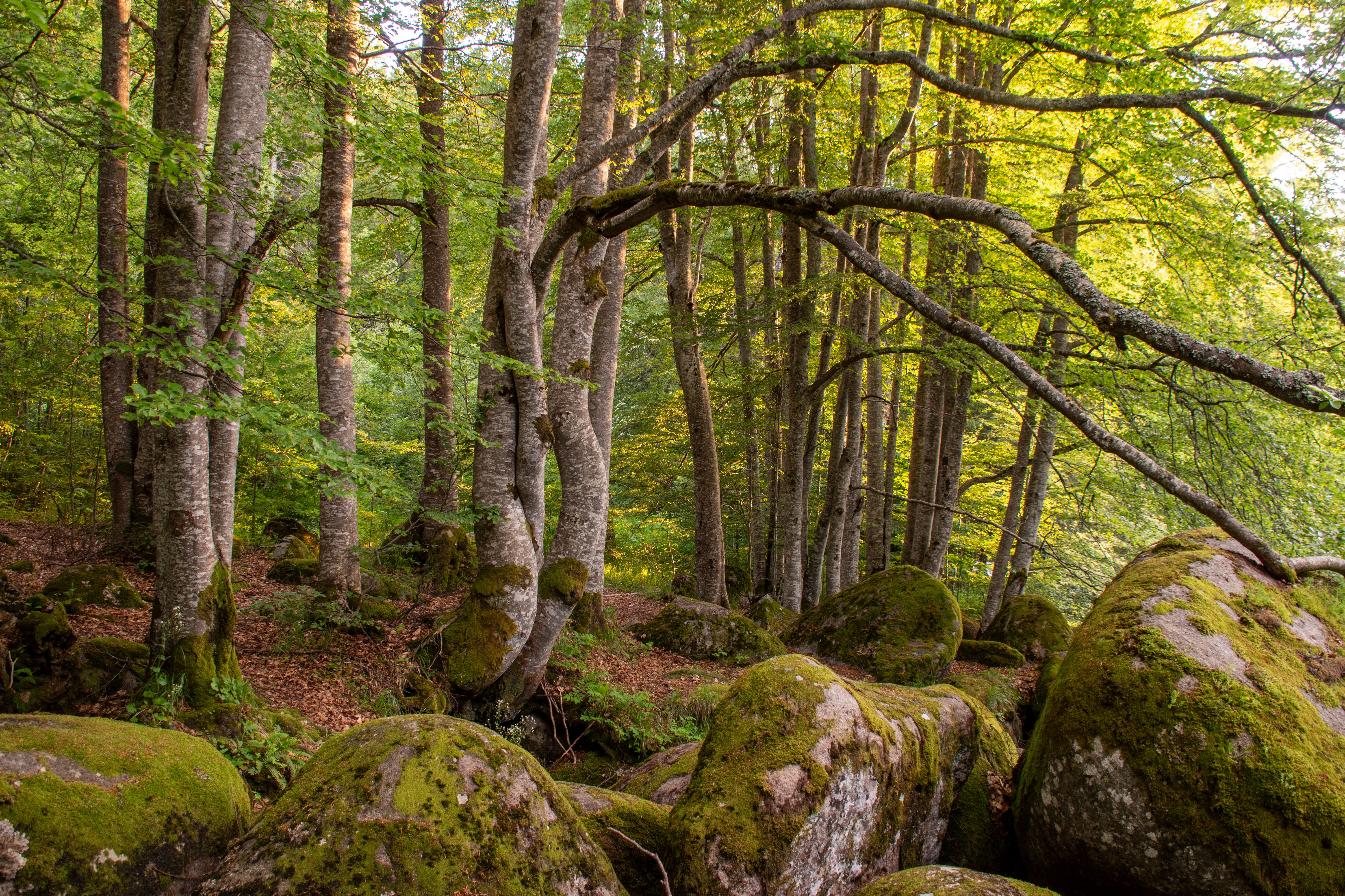 Bosque natural preservado