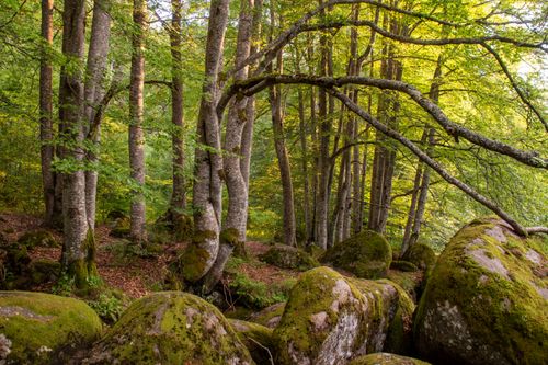 Free Serene forest with tall trees and moss-covered boulders, showcasing nature's tranquility. Stock Photo