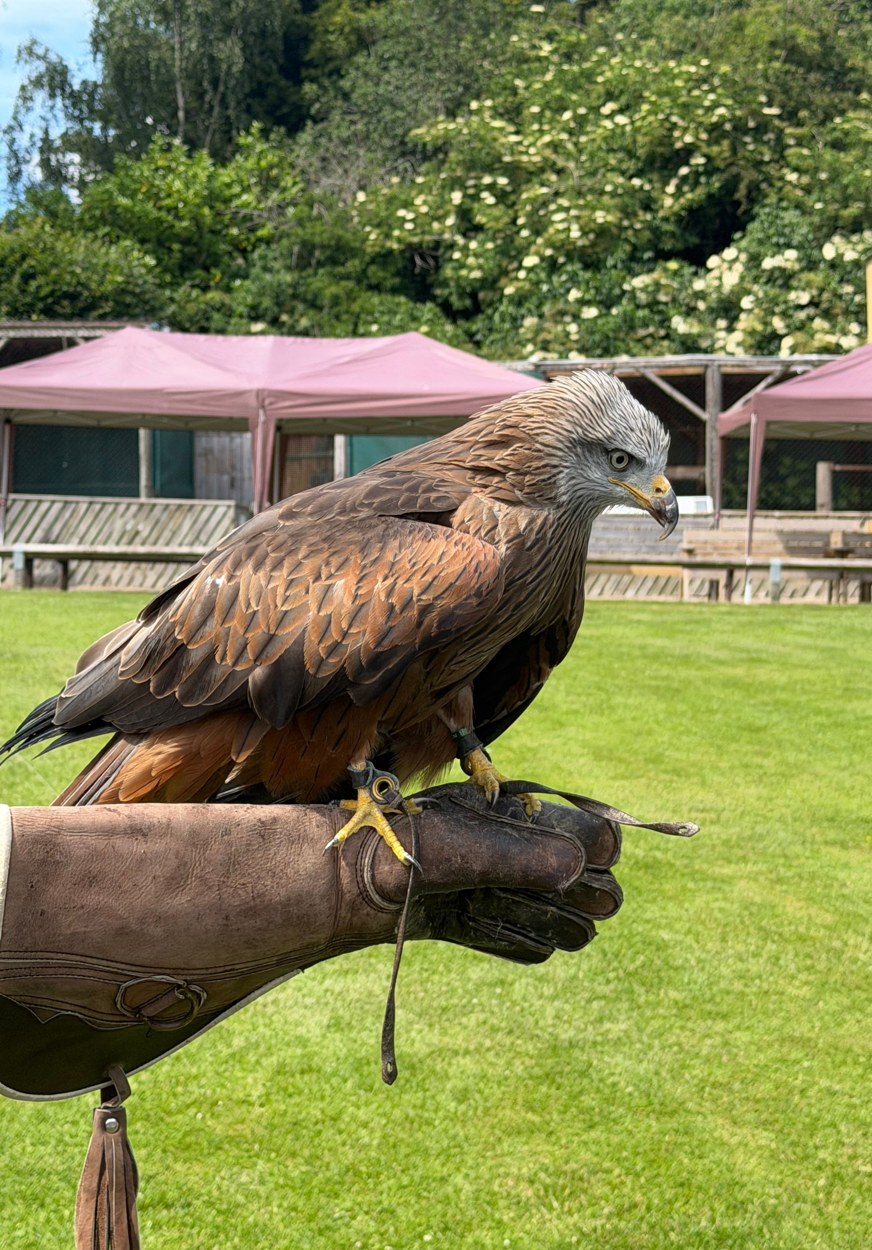 A majestic red kite perched on a gloved hand in a lush green outdoor setting.