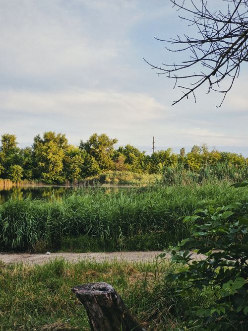 Free Peaceful natural scene featuring lush greenery by a calm waterbody under a clear sky. Stock Photo