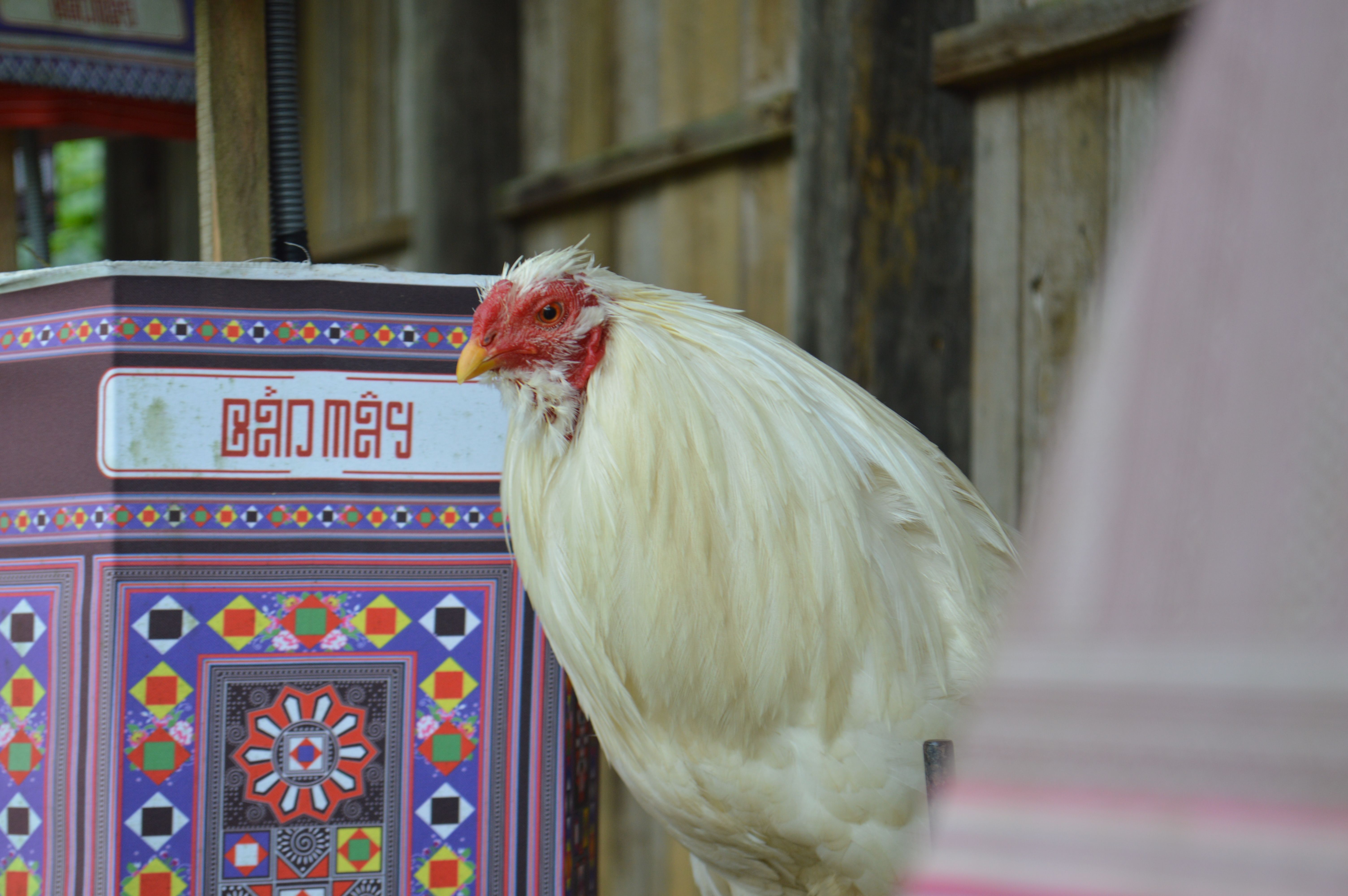 Traditional Vietnamese rooster portrait beside a quiet rural courtyard, detailed feathers and subdued morning light