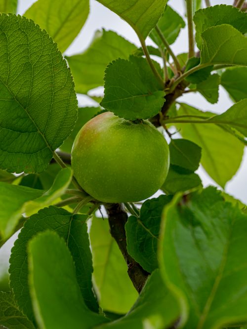 Free Close-up of a vibrant green apple among lush leaves in Coesfeld garden. Stock Photo