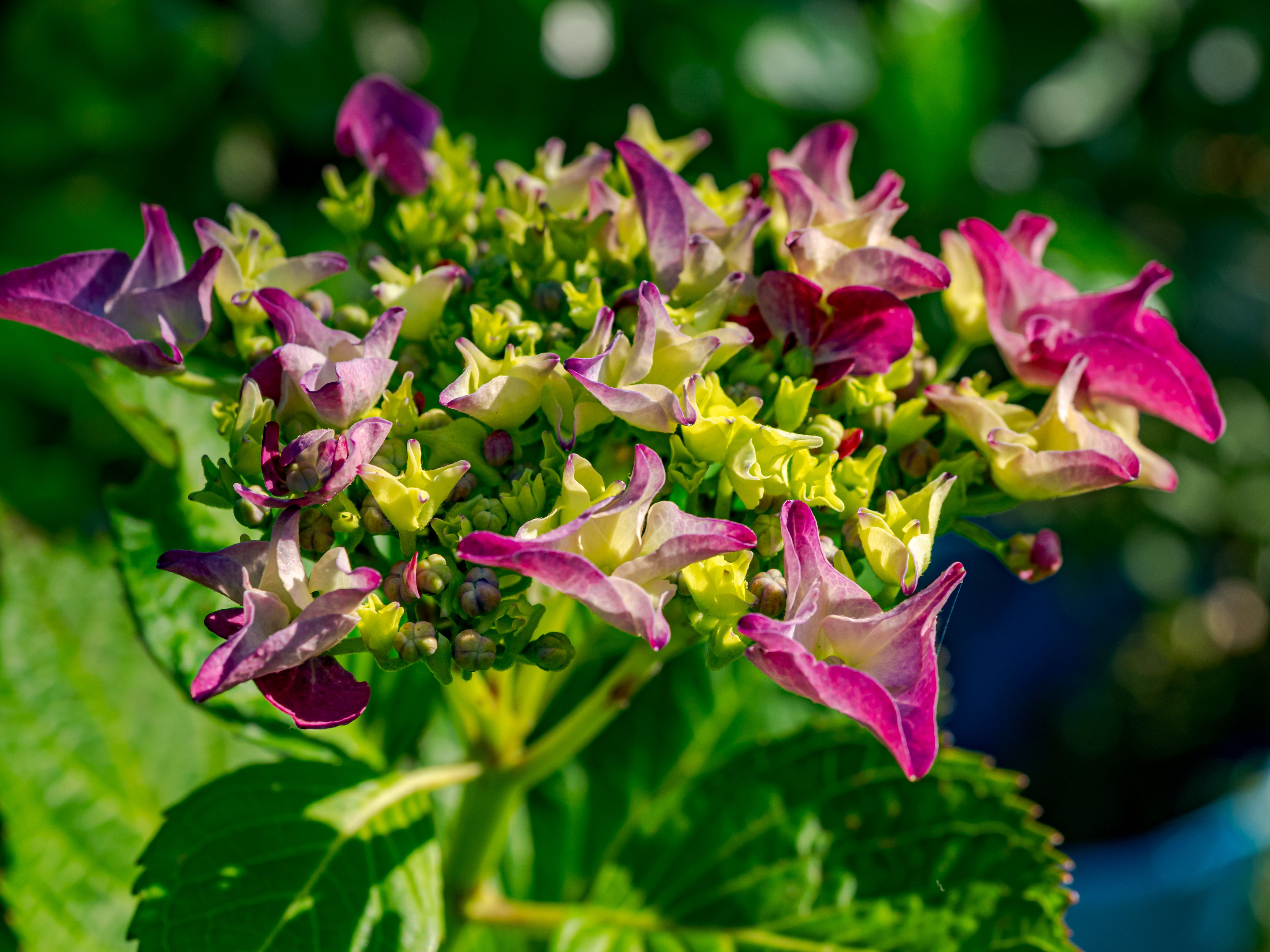 Blauwe hortensia's omringen knusse leeshoek.