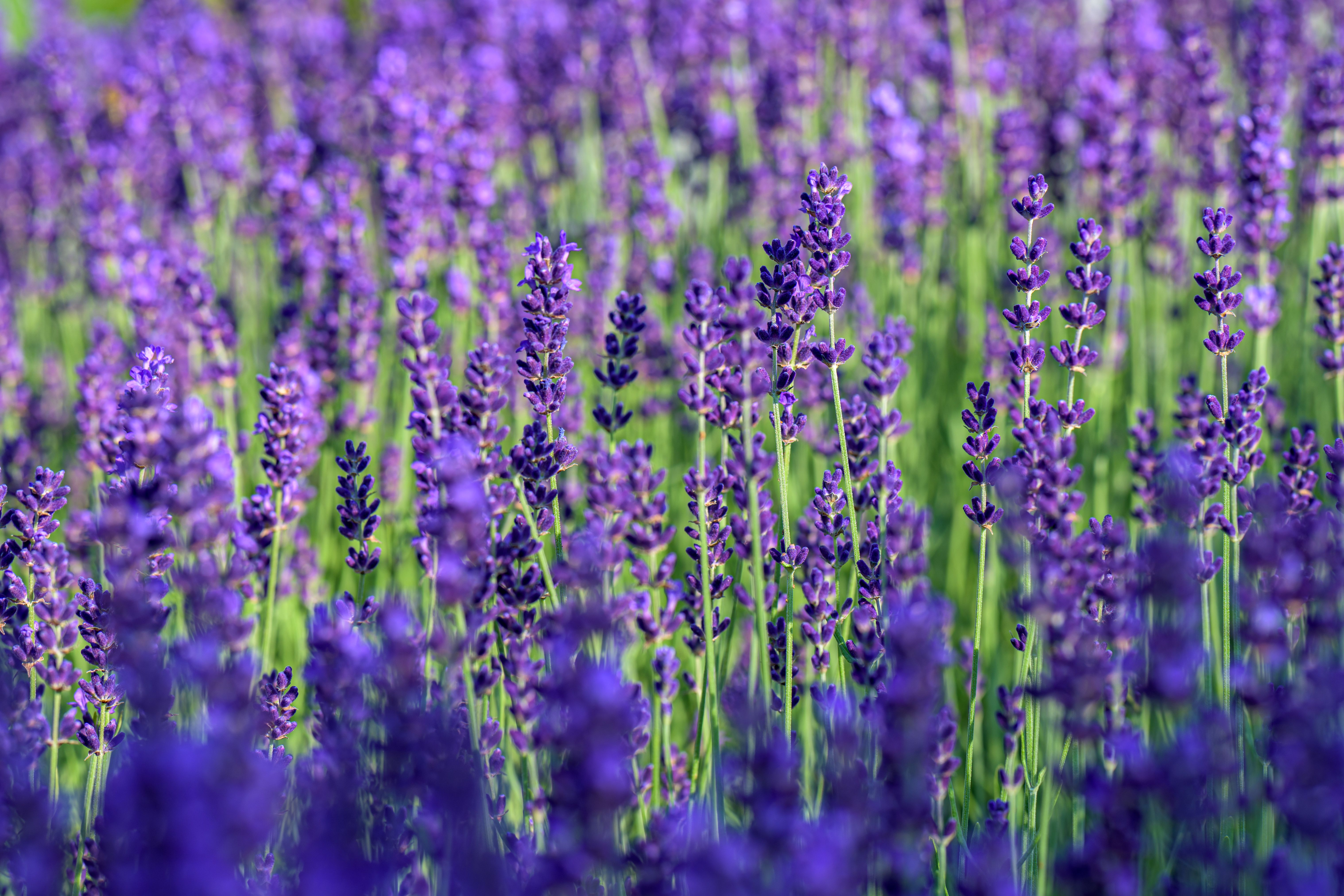 Kleurrijke tuin met lavendel en zomerbloemen.