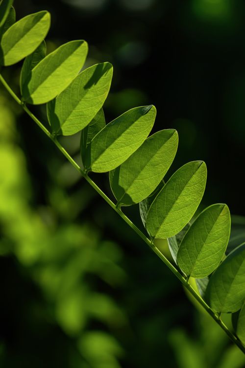 Free A detailed close-up of green leaves on a stem with sunlight casting shadows, creating a natural pattern. Stock Photo
