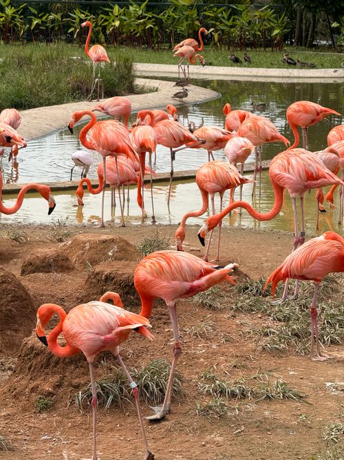 Free A colorful gathering of flamingos with lush green surroundings at a water pond in a park. Stock Photo