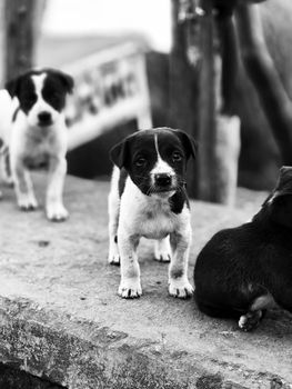 Black and white photo of playful puppies exploring a street corner.