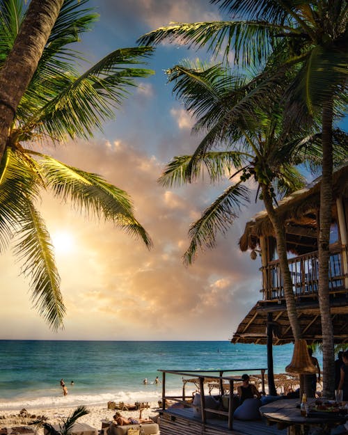 Gratis lagerfoto af Caribien, gylden solnedgang, kokostræer