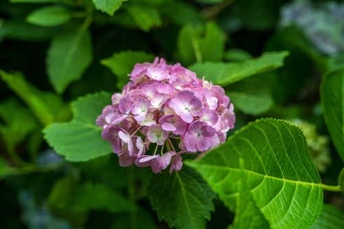 Free Close-up of vibrant pink hydrangea flowers blooming in lush green garden foliage. Stock Photo