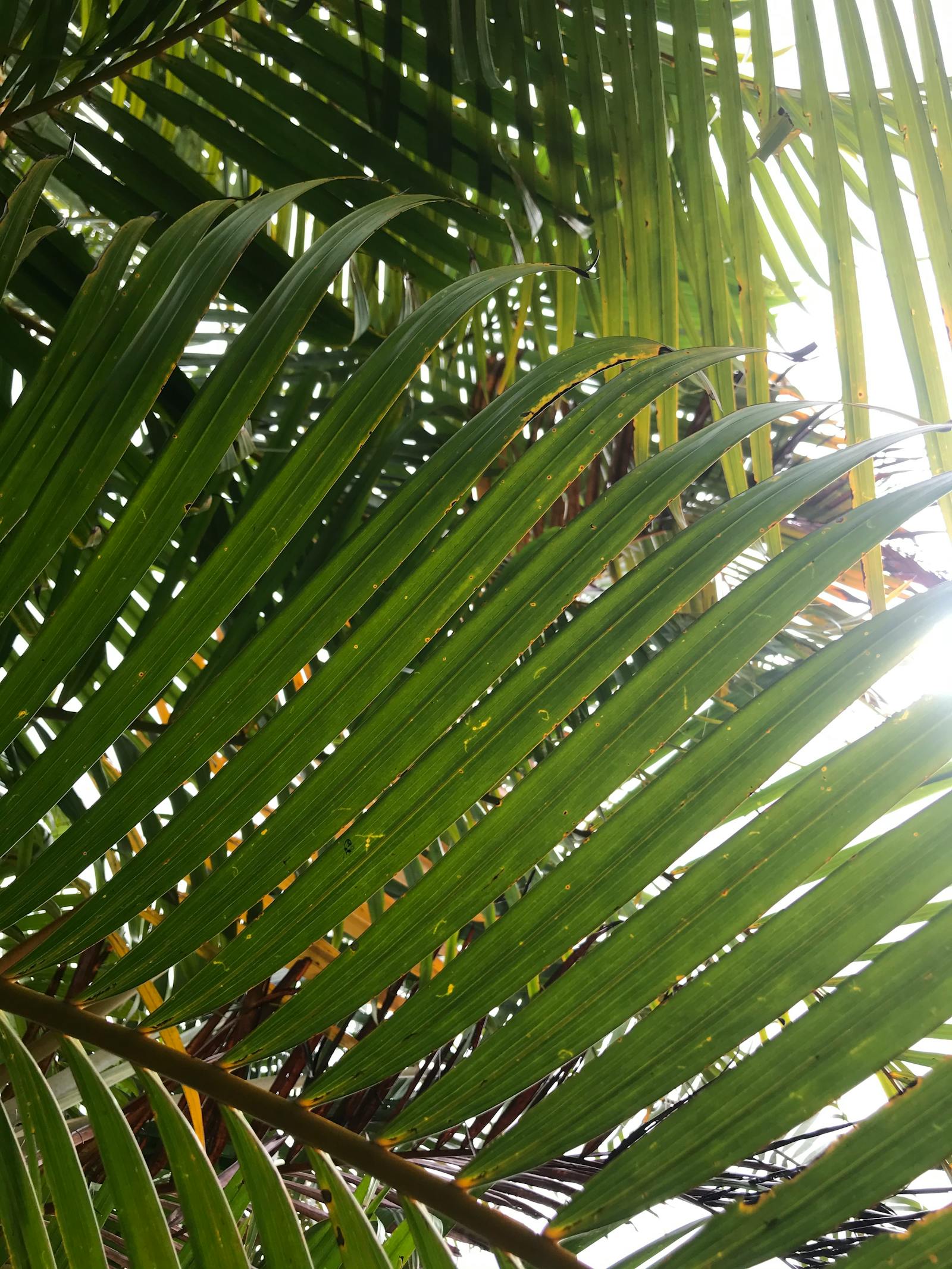 Yoga Certificate Courses