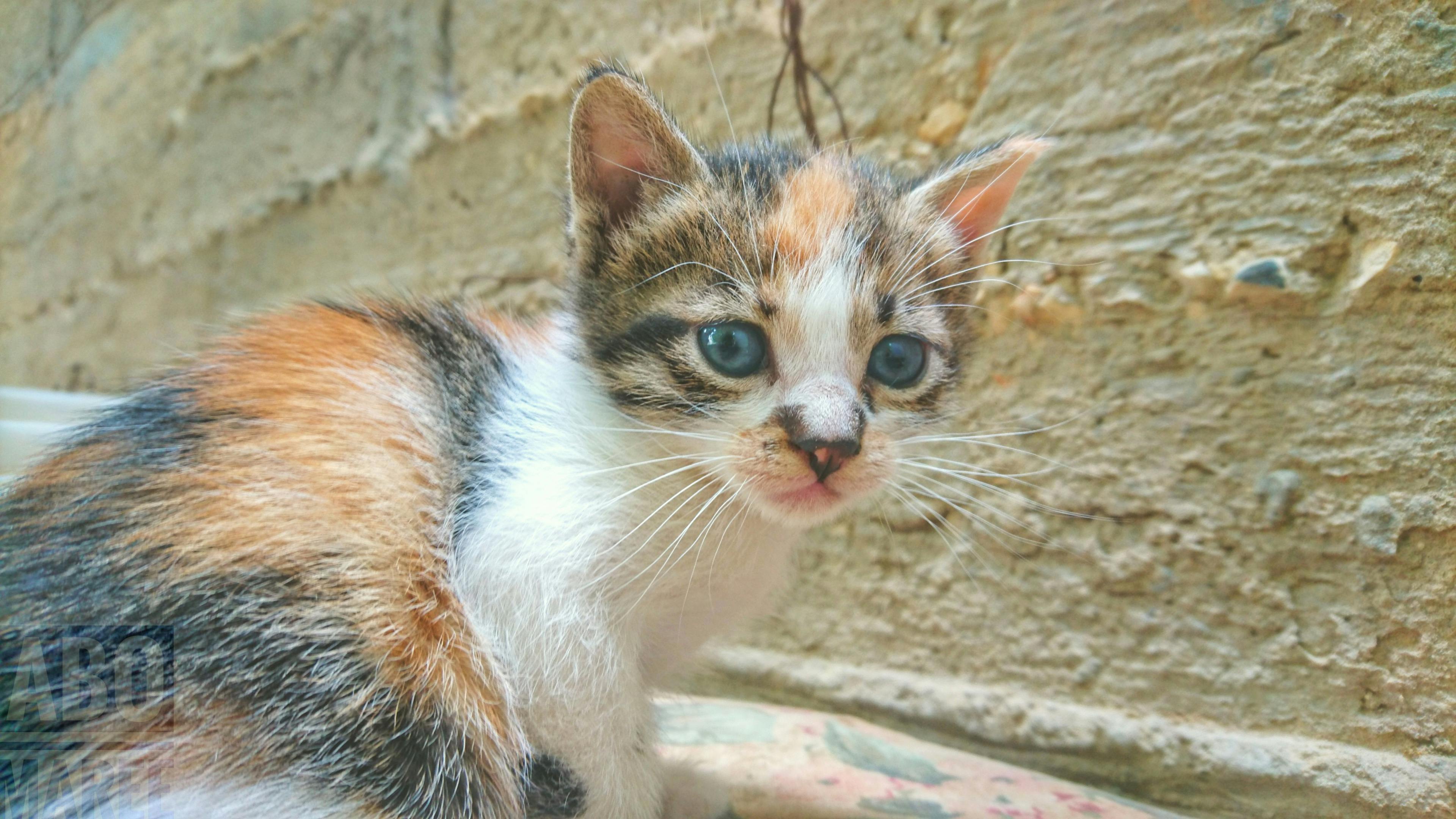 Free Stock Photo Of Cat Cute Baby Sweet Omg Spring Animal