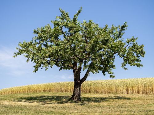 Free A lone tree in a sunny field with a clear blue sky, showcasing summer tranquility. Stock Photo