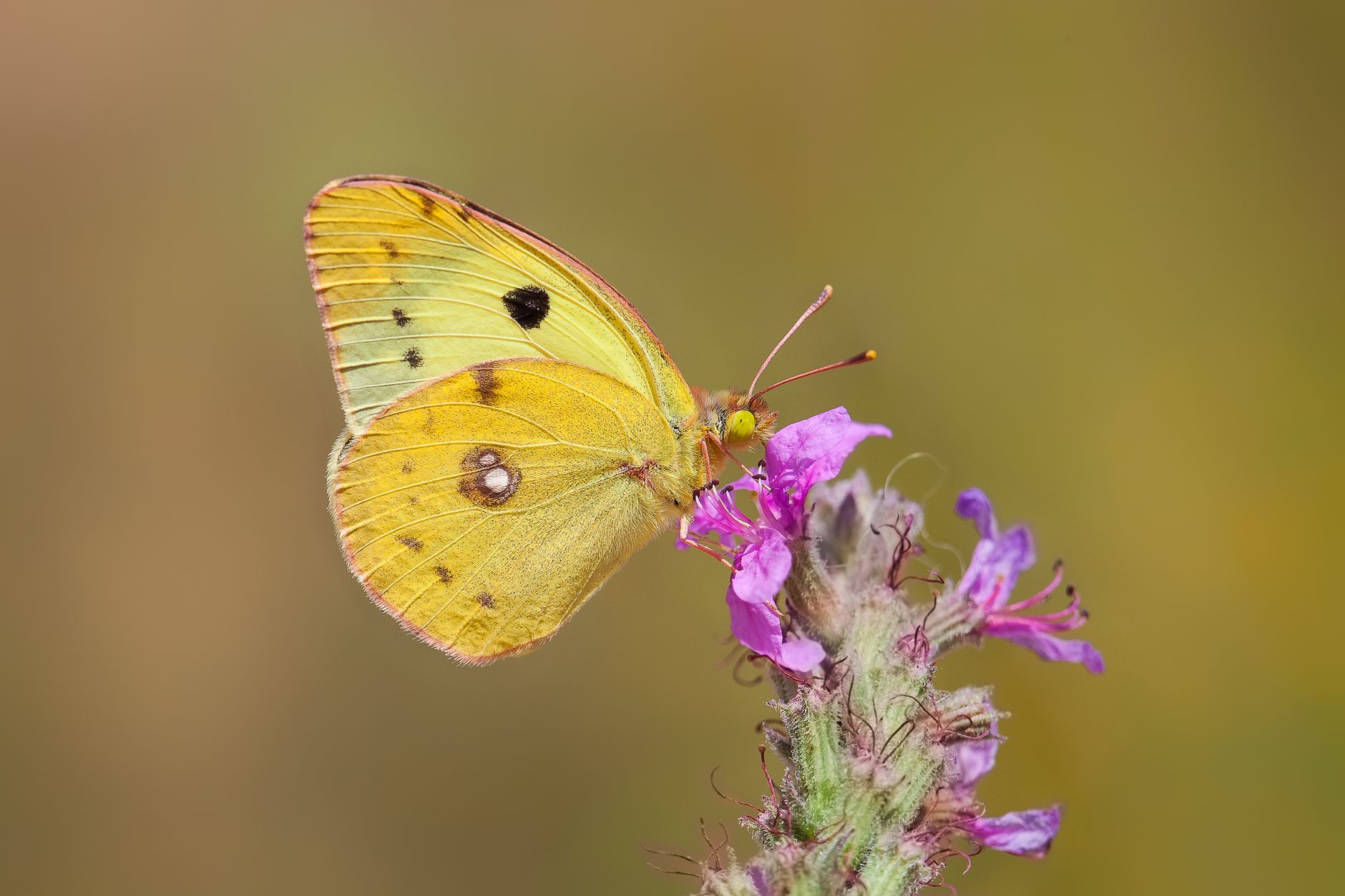 Stunning close-up of a yellow butterfly perched on a vibrant purple flower.