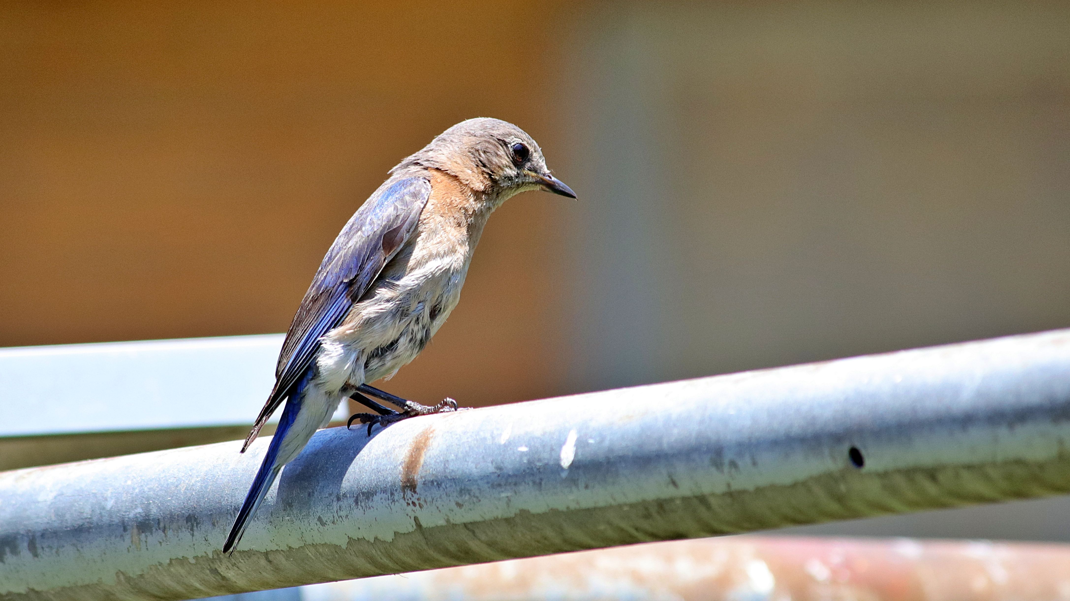 A close-up of an Eastern Bluebird sitting on a metal pipe outdoors.
