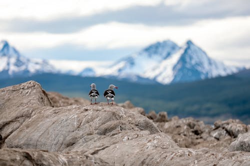 Flaches Fokusfoto Von Zwei Vögeln Auf Felsen