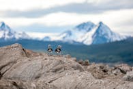 两只海鸟栖息在岩石地形与雪山的背景，乌斯怀亚，阿根廷