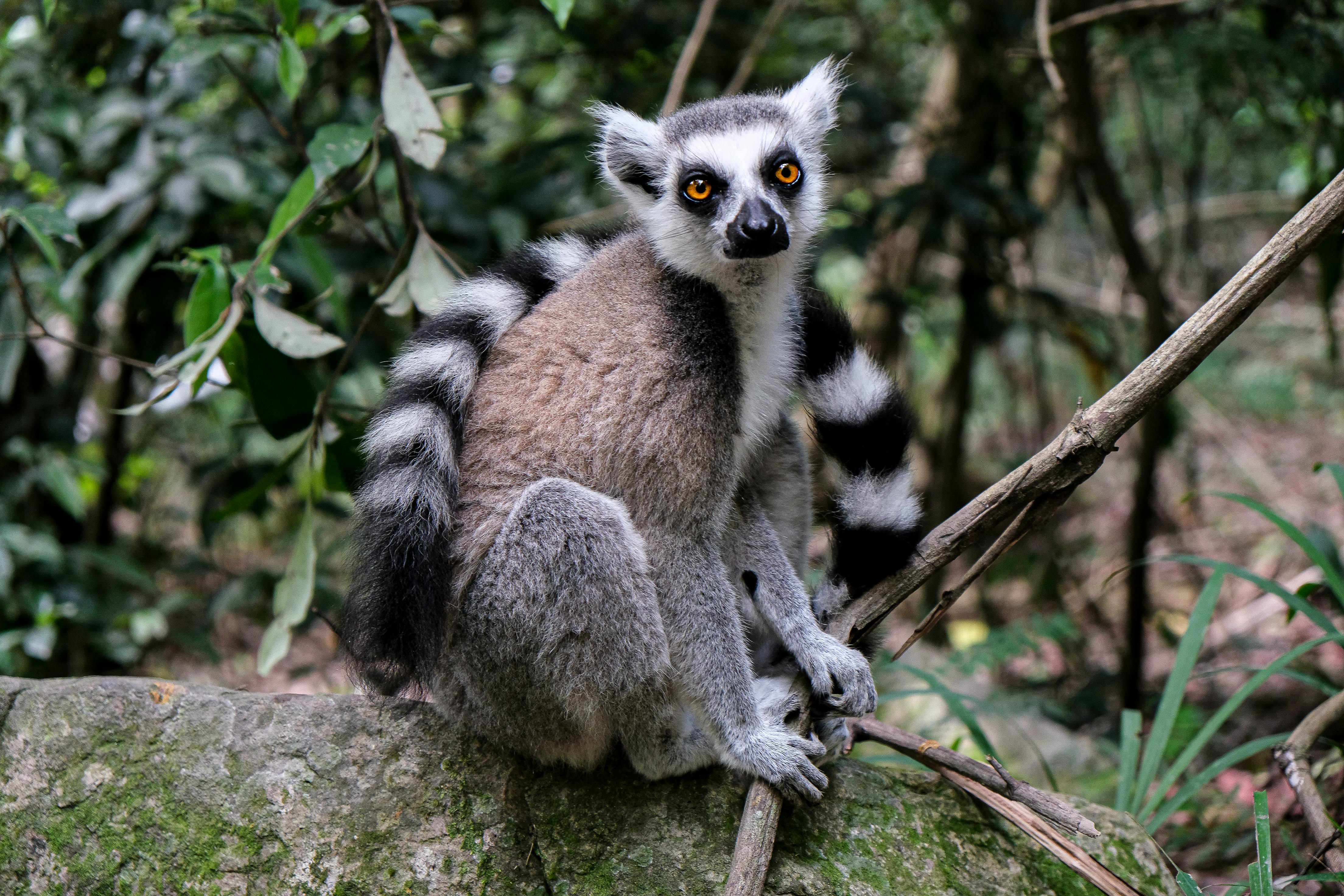 photo of lemur