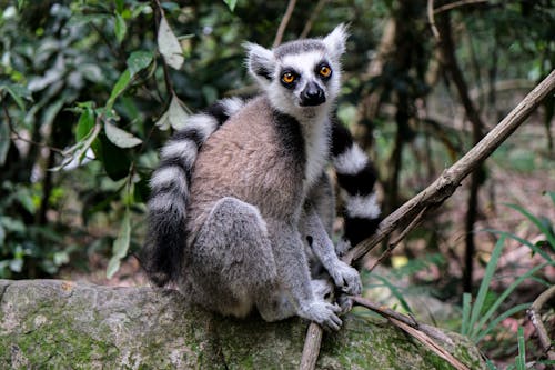 Foto Van Lemur