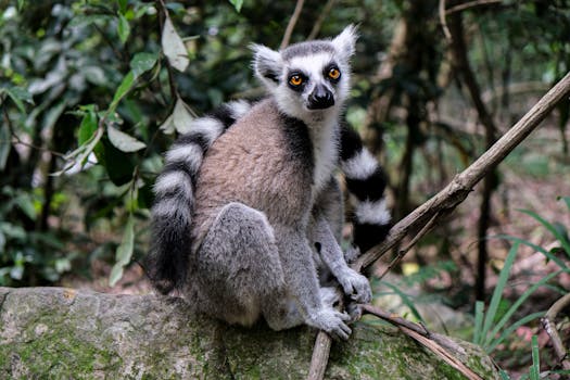 Close-up of a ring-tailed lemur sitting on a rock amidst lush greenery.