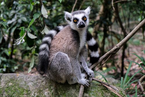 Free Close-up of a ring-tailed lemur sitting on a rock amidst lush greenery. Stock Photo