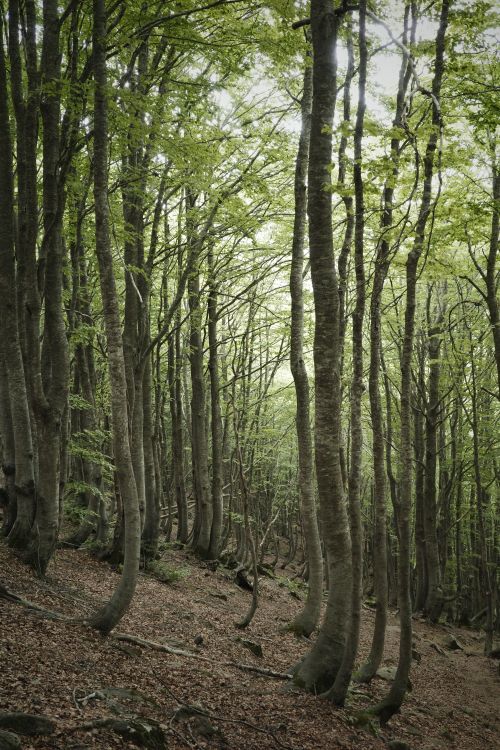 Free A tranquil forest scene featuring tall, slender trees with fresh green leaves, capturing the essence of spring. Stock Photo