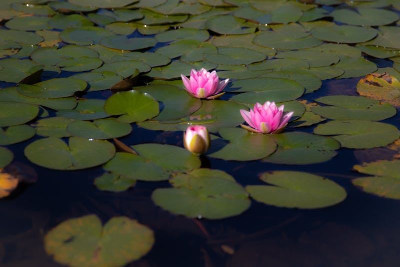 Creating Sacred Morning Rituals for Inner Peace