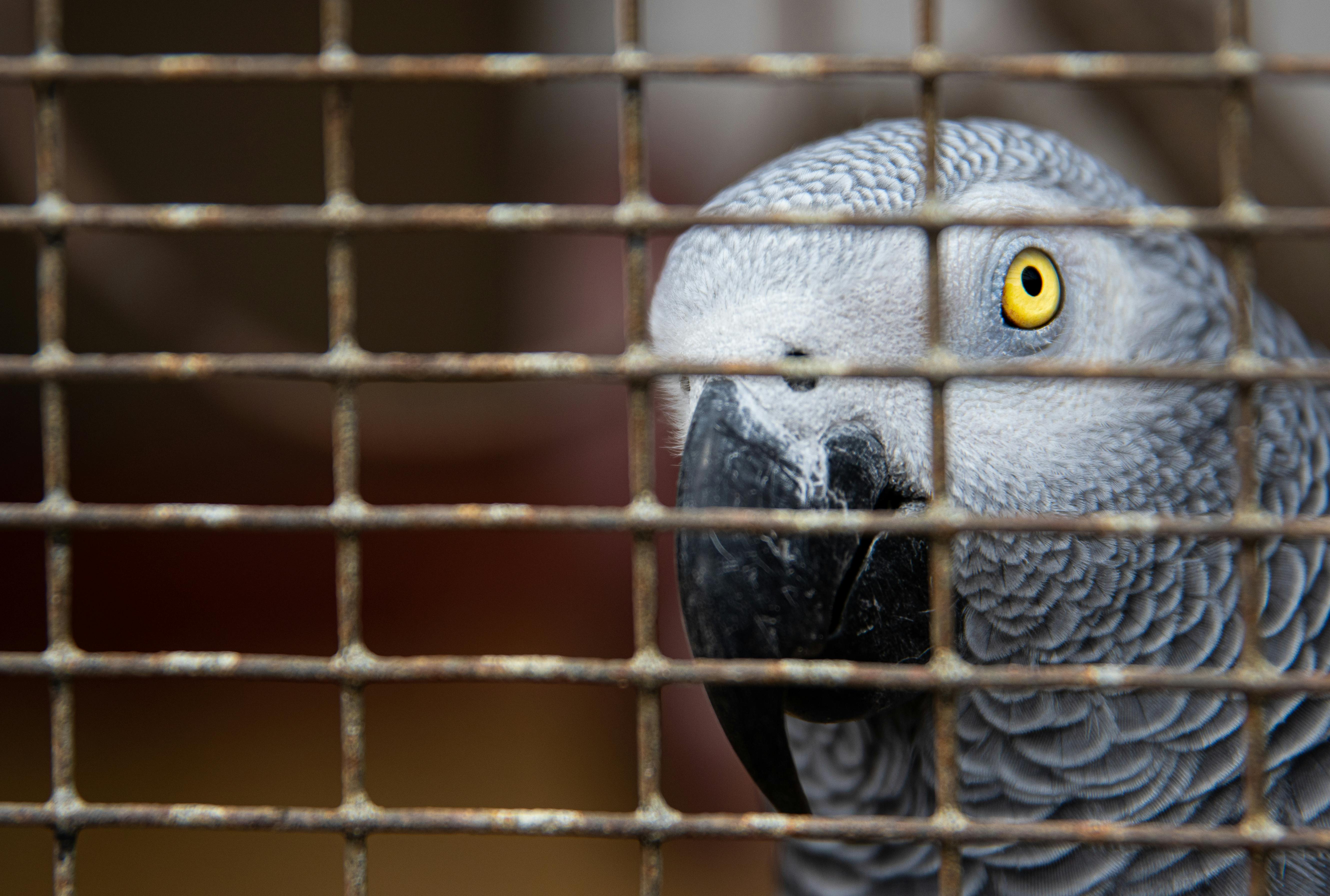 BMW 3-serie F30 Drivaksel høyre