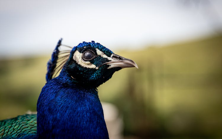 Blue Peacock In Close Up Photography