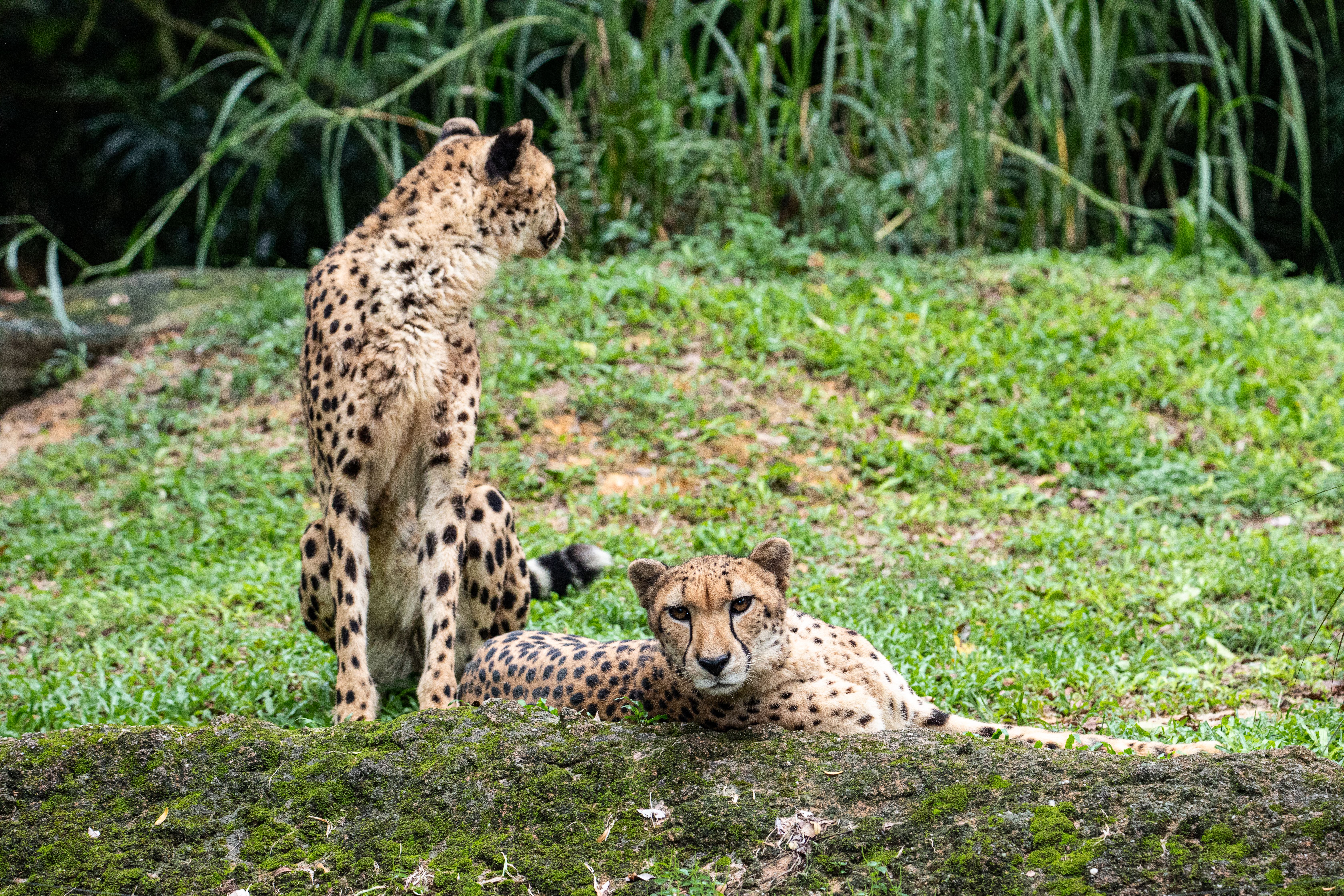 Cheetah Selfie