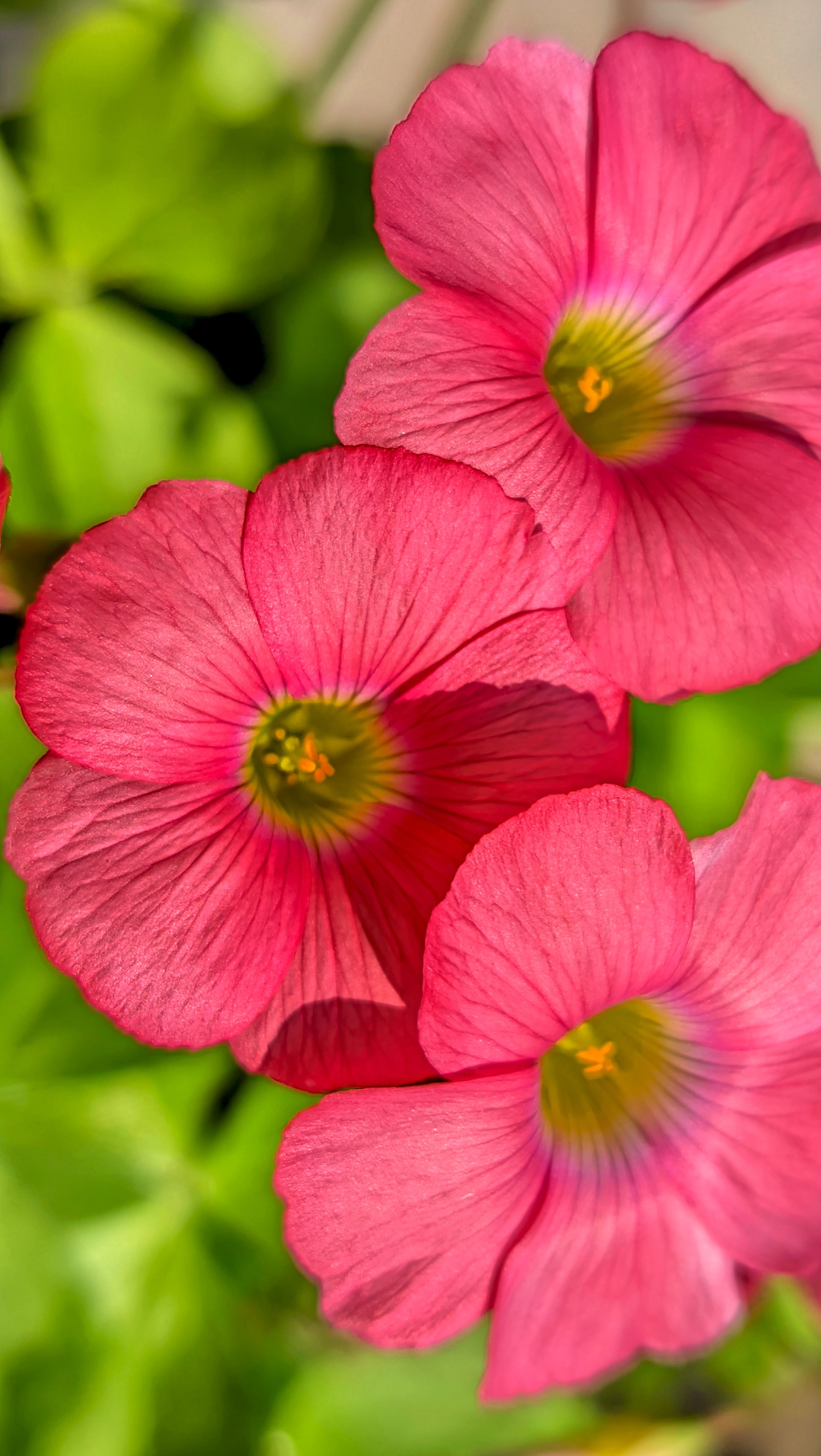 [ColoSach]-close-up-of-vibrant-pink-oxalis-flowers-with-green-foliage,-showcasing-natural-beauty.