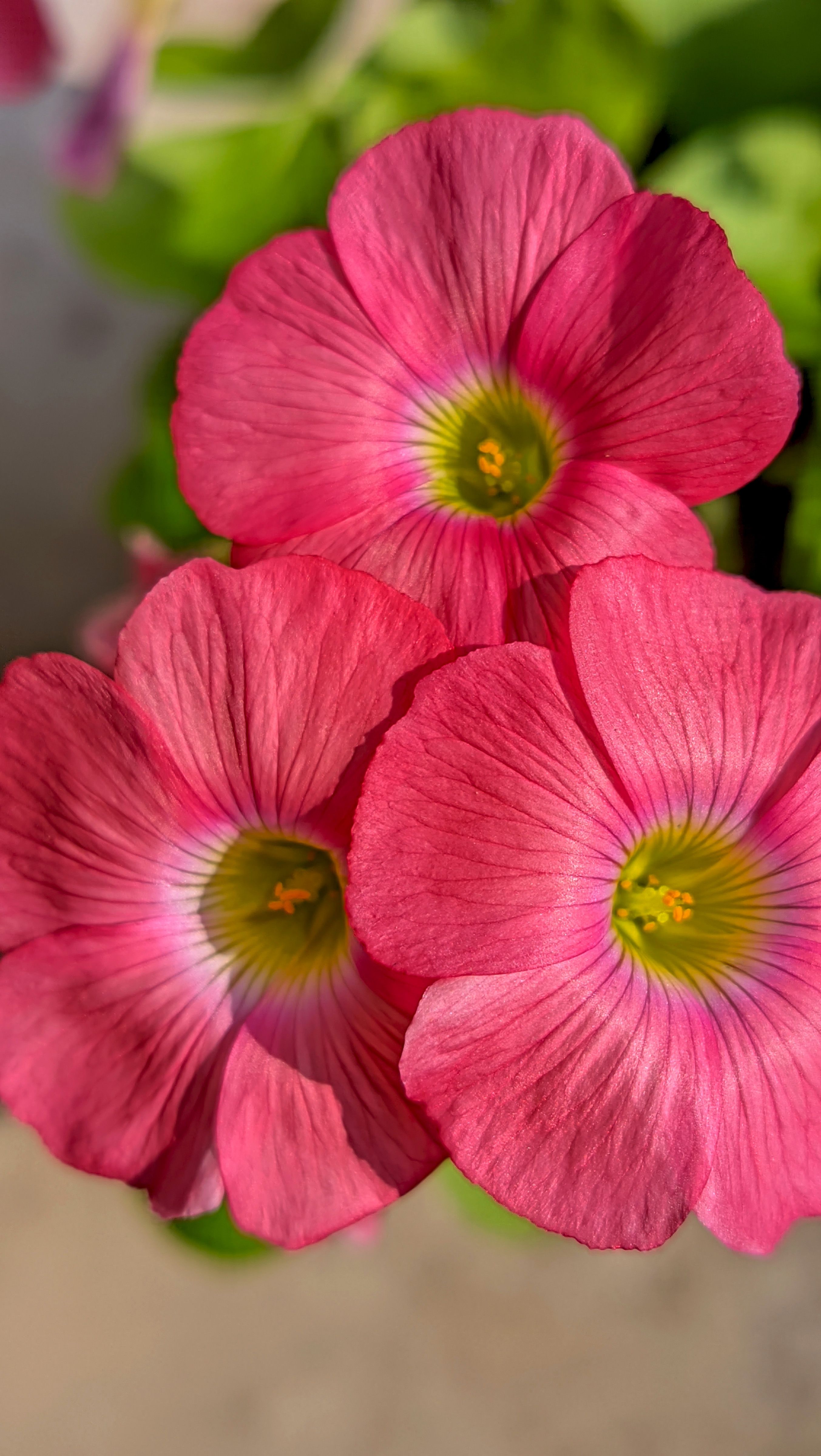 [ColoSach]-vibrant-pink-oxalis-flowers-in-full-bloom-with-lush-green-leaves.