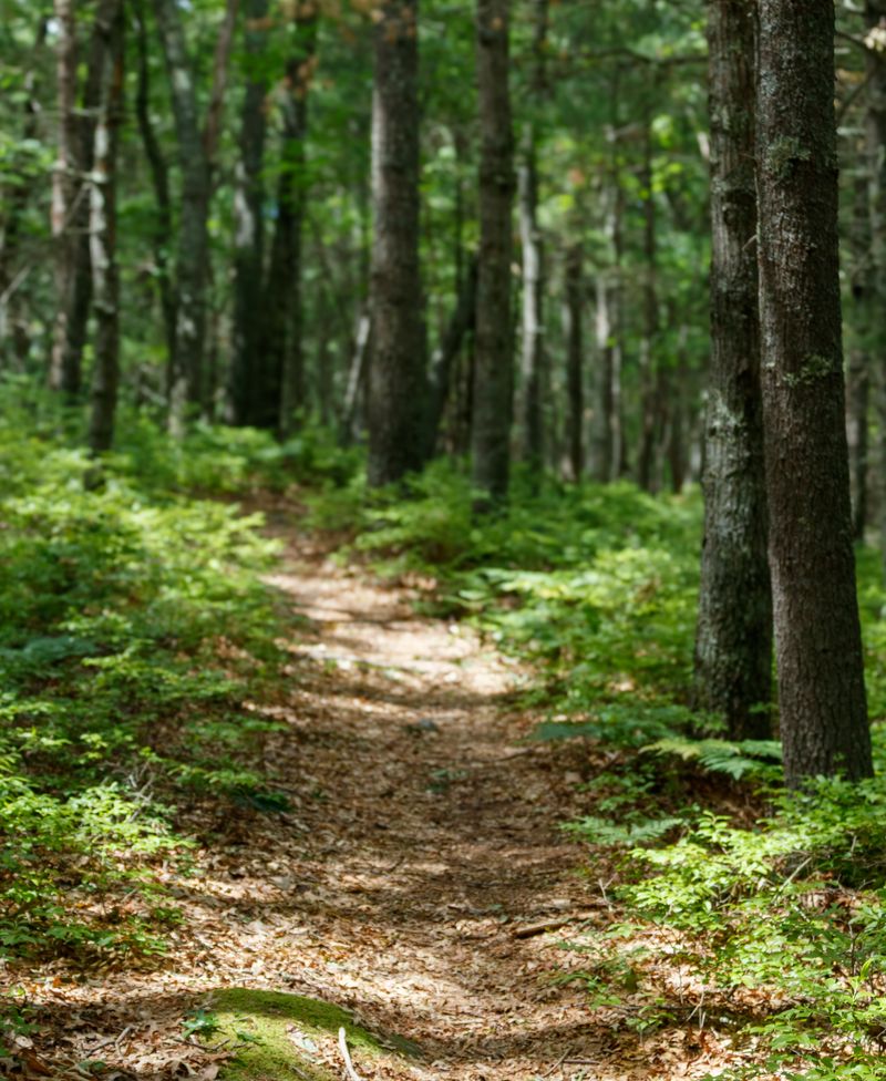 Peaceful forest trail with lush greenery, inviting exploration and reflection.