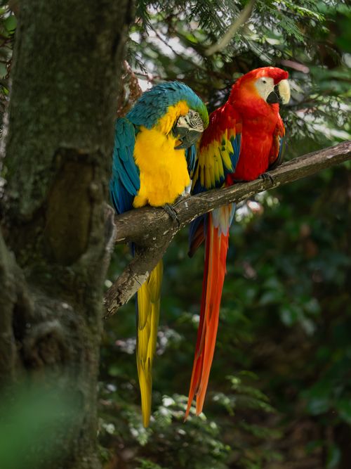 Free Vibrant macaws sitting on a tree branch in New York, showcasing their bright feathers. Stock Photo