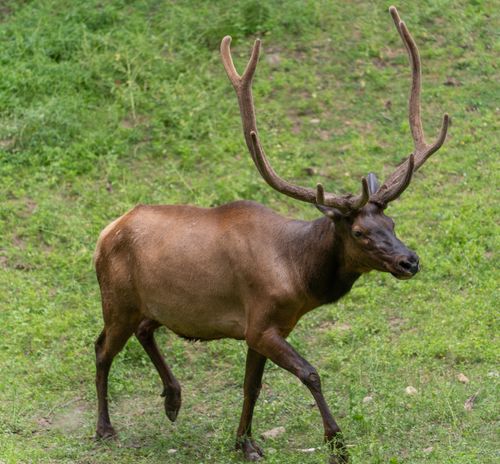 Free A majestic elk with large antlers walking through lush greenery in New York. Stock Photo
