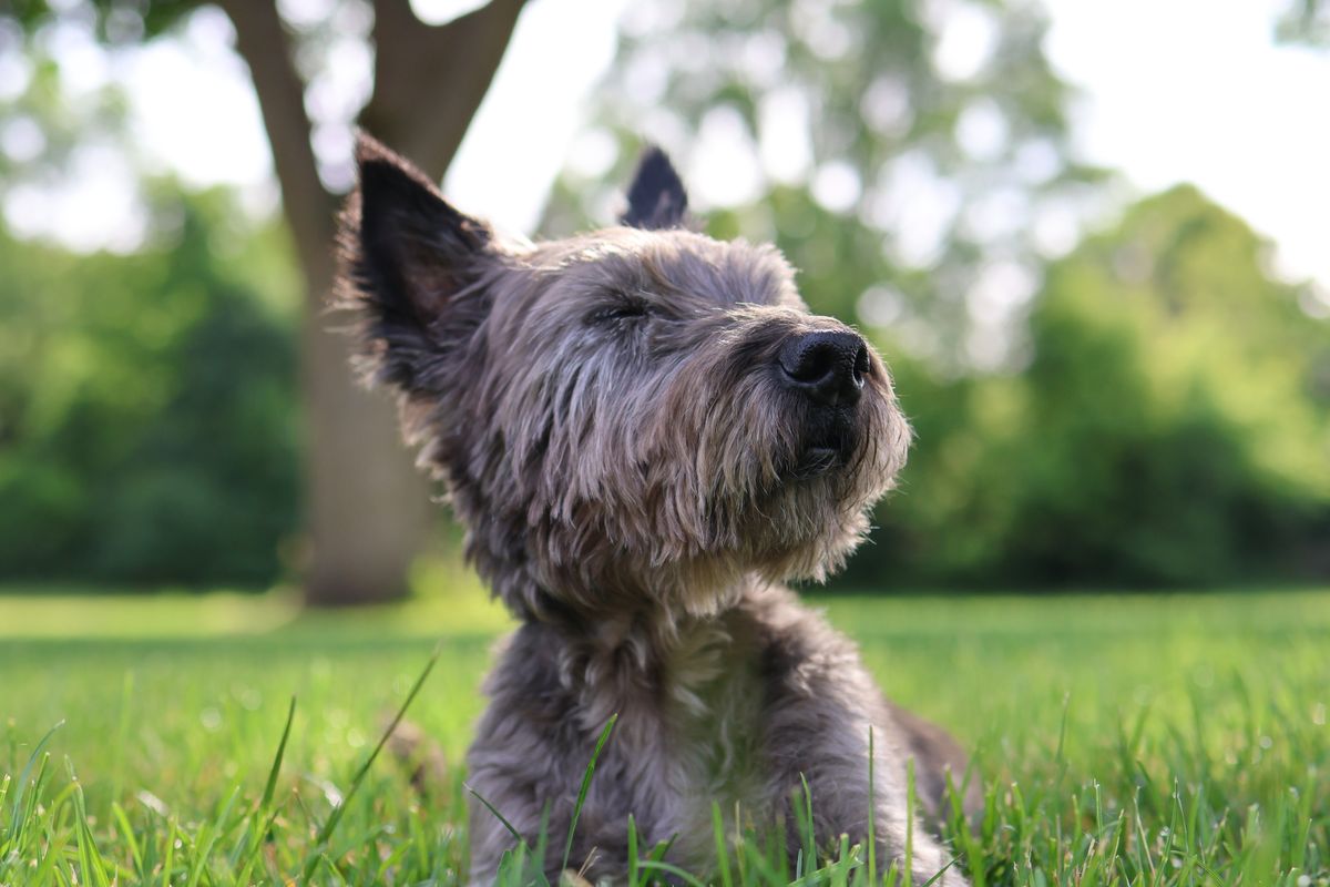 Cairn terrier – hundras