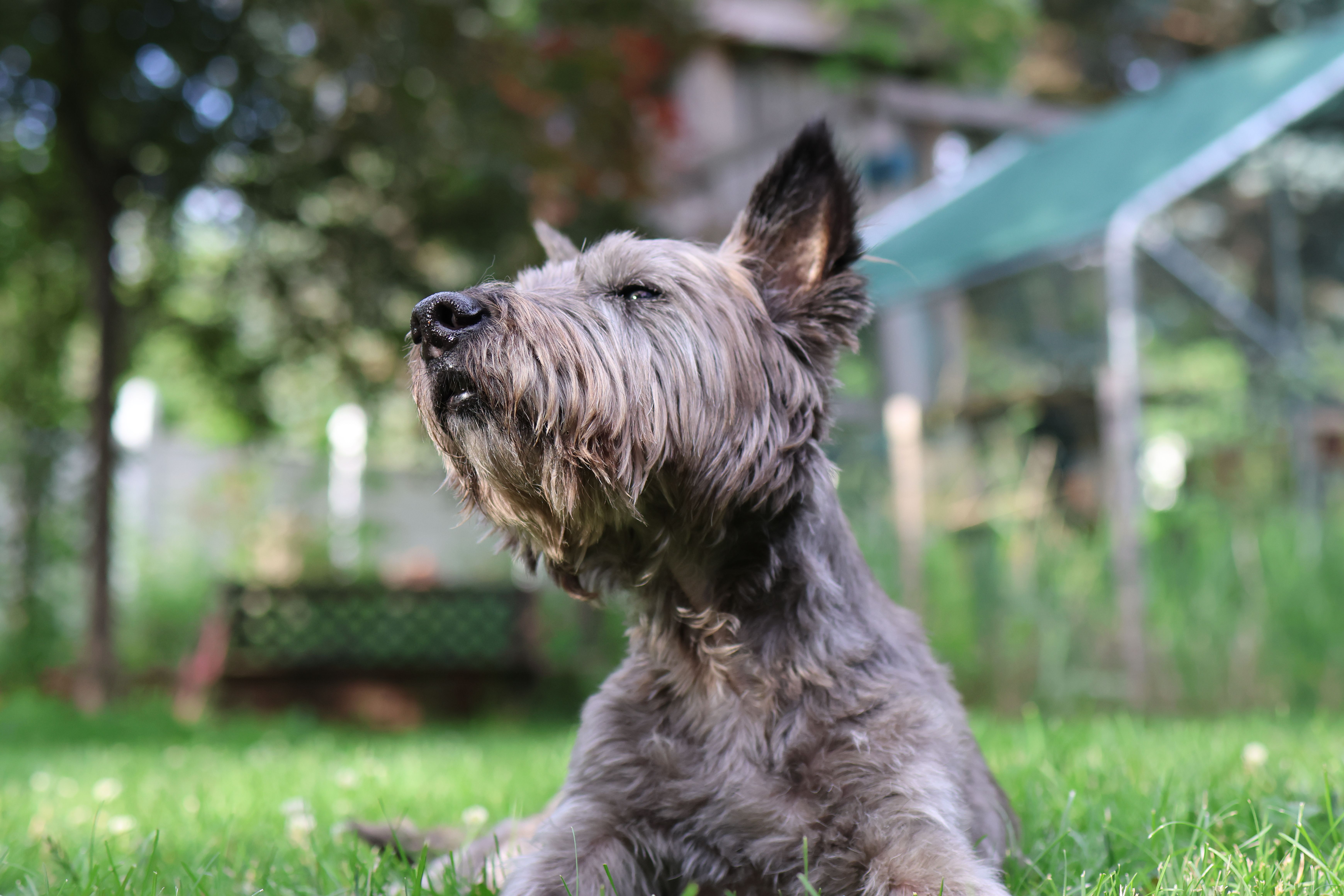 Dr. Orenich talks about summer and pet health — Photo by Jordan Heinz on Pexels