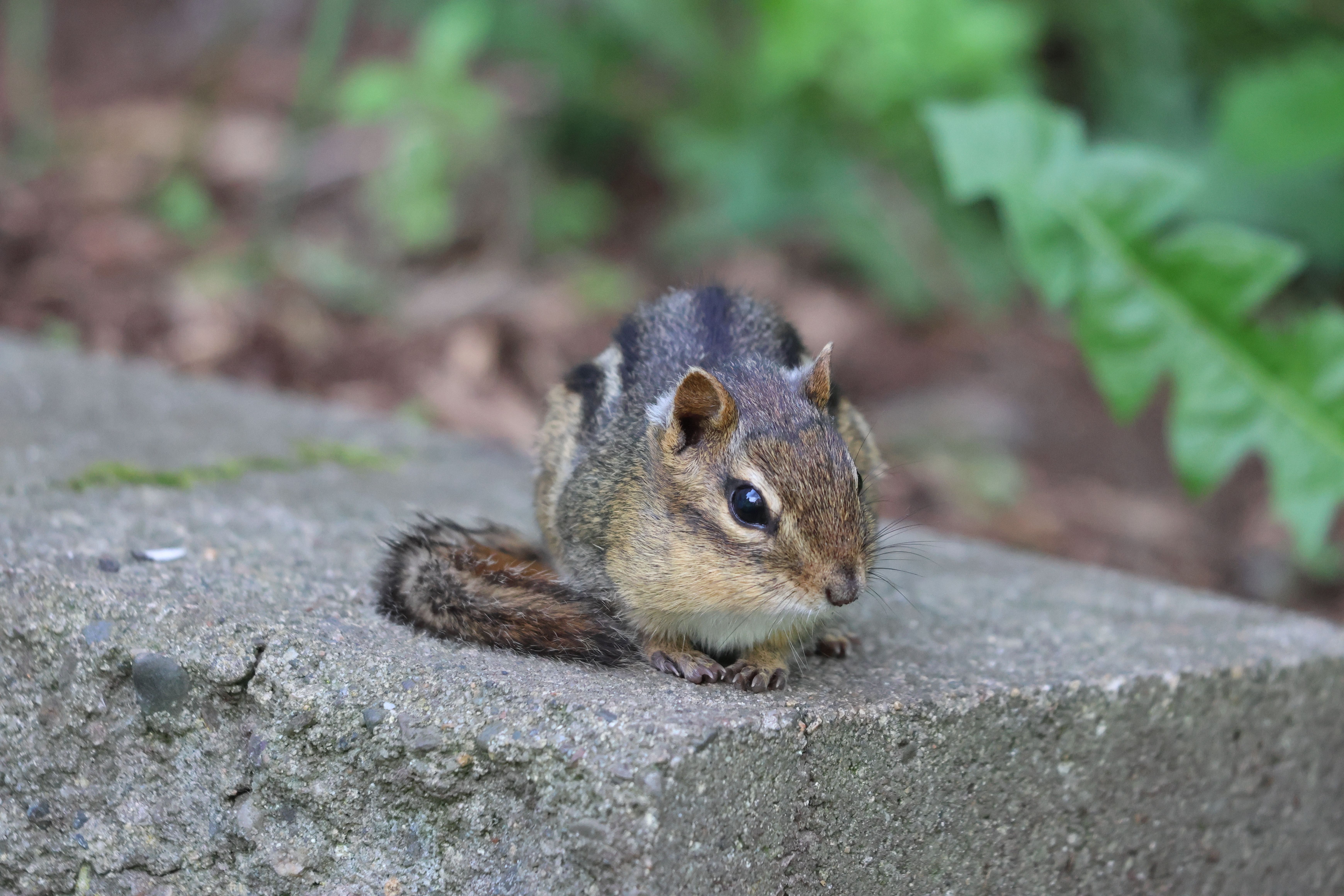 Close-up of a cute chipmunk sitting on a stone surrounded by greenery in Burnsville, Minnesota.