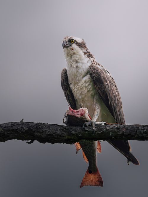 Free Osprey perched on a branch holding a fresh catch. Nature's predator in action. Stock Photo