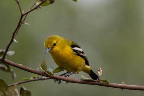 Free Close-up of a common iora bird perched on a branch in Bangladesh. Stock Photo