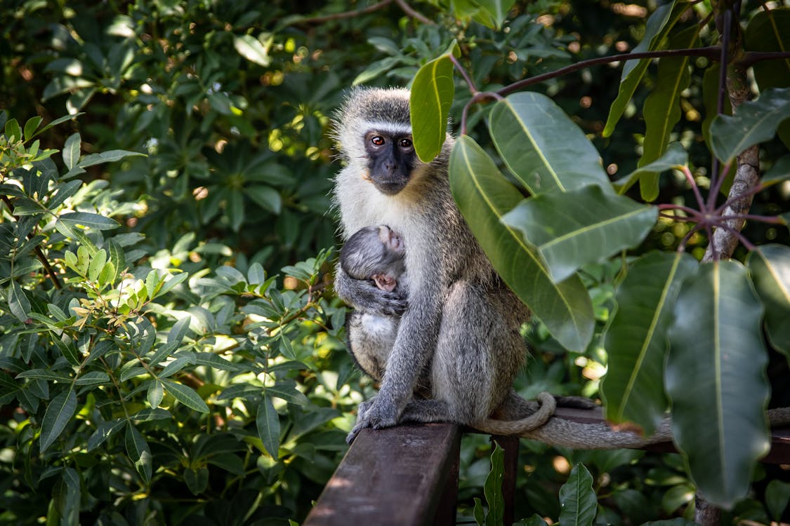 Gray Monkey Carrying Infant Monkey