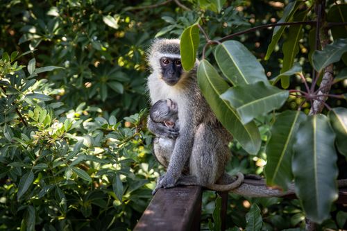 Free A mother vervet monkey cuddling her infant on a branch amidst lush jungle foliage. Stock Photo