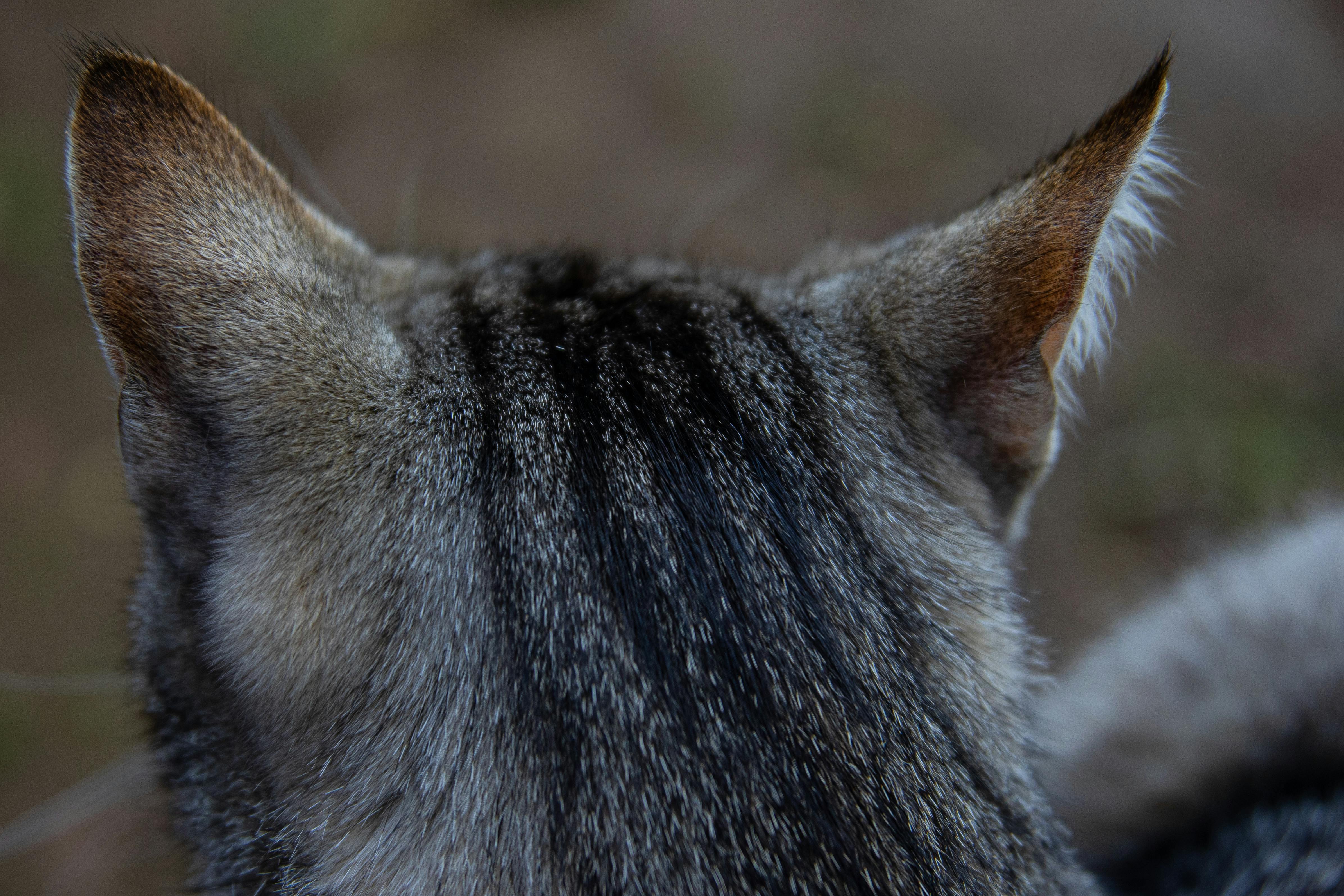 Un couple méditant ensemble, symbolisant la connexion consciente et spirituelle des pratiques tantriques.
