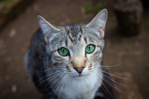 Free Portrait of a tabby cat outdoors with vivid green eyes and whiskers against a blurred background. Stock Photo