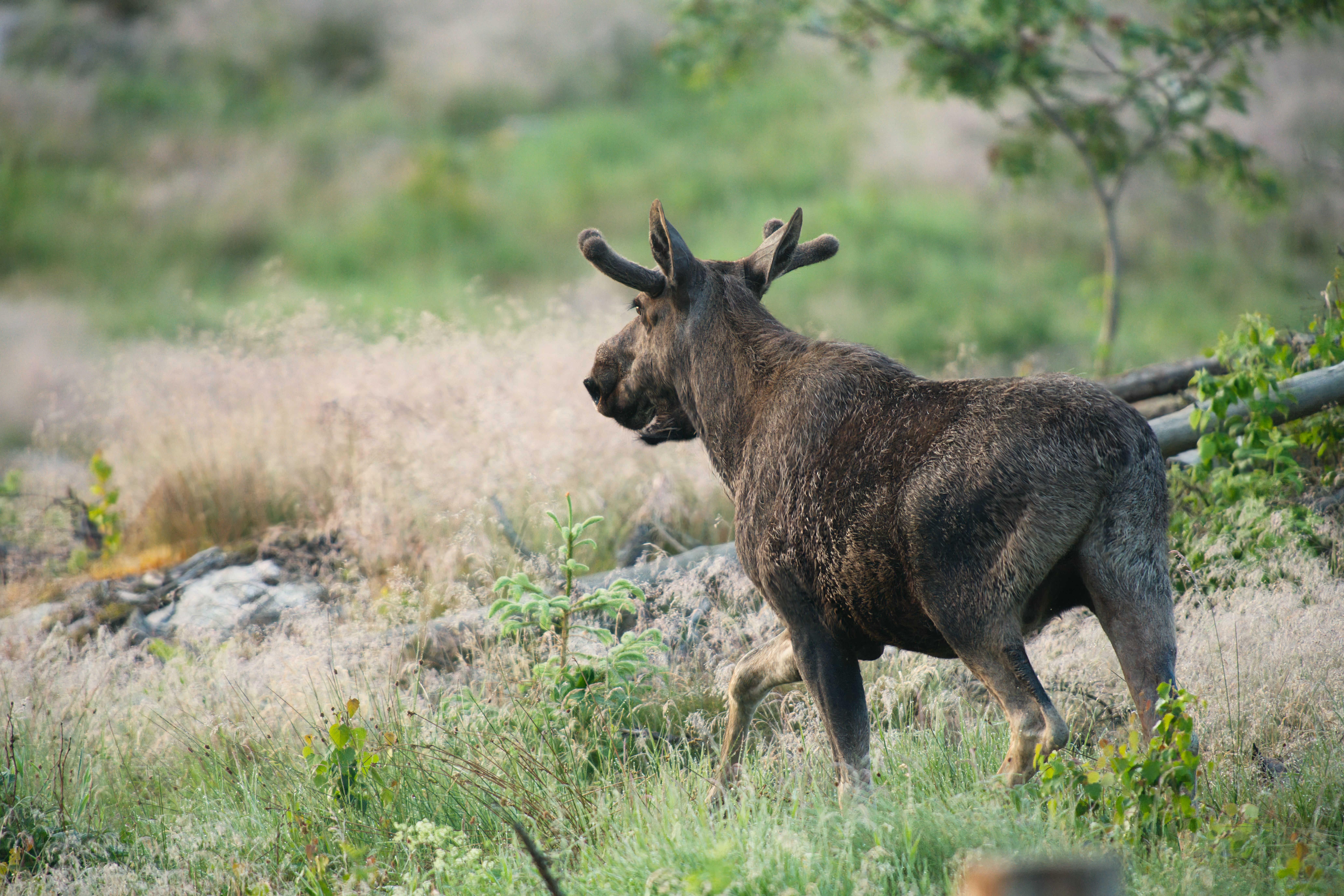 How fast can a moose run? - The Institute for Environmental Research ...