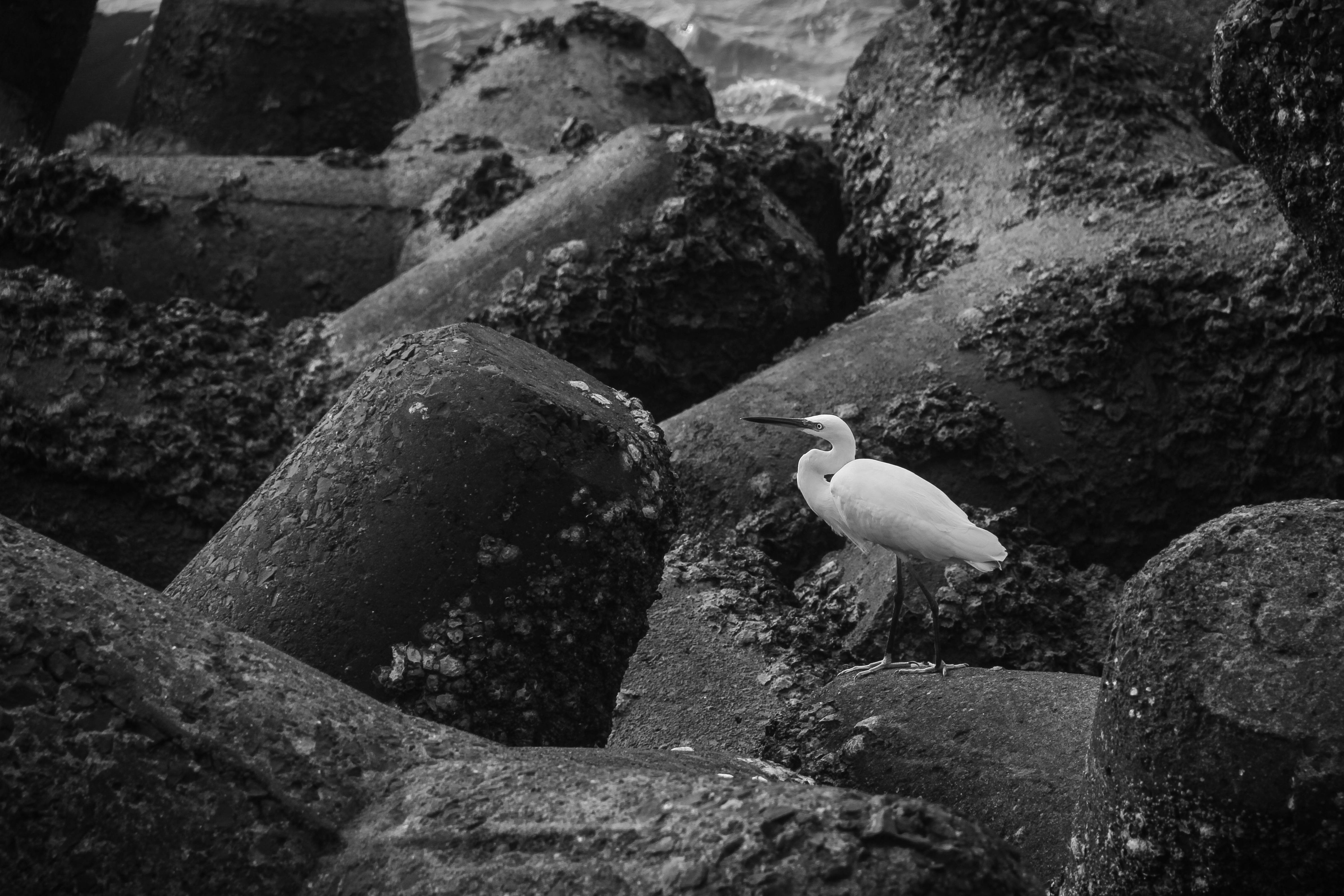 Mujer meditando en una postura de loto en un entorno tranquilo