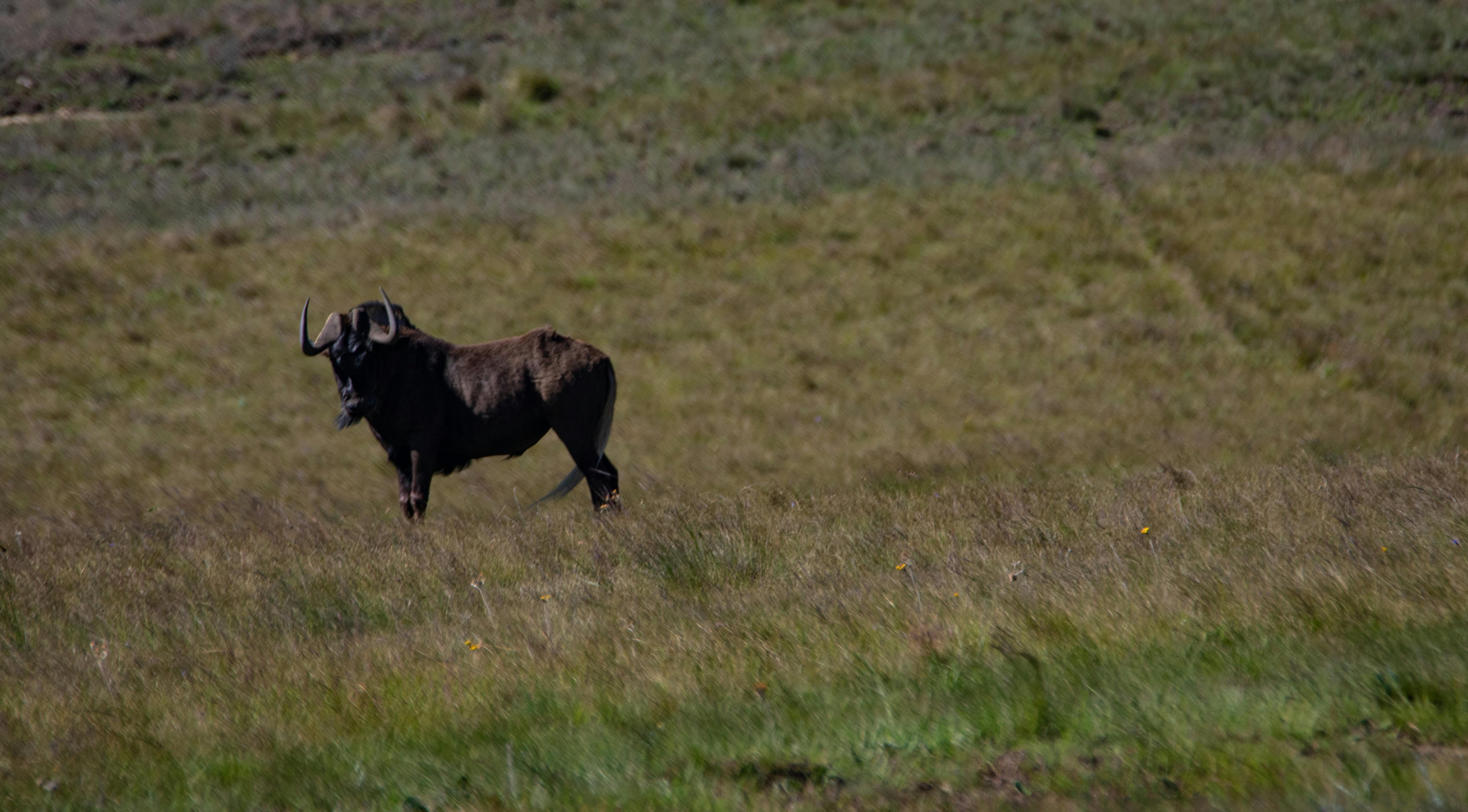 DIY ICI Kits: Why Improvised Setups Can Be Risky