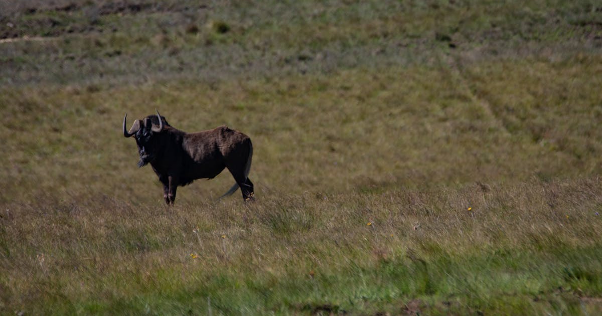 DIY ICI Kits: Why Improvised Setups Can Be Risky