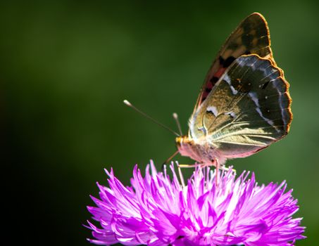 Close-up of a colorful butterfly resting on a vibrant purple flower, set against a blurred green background.