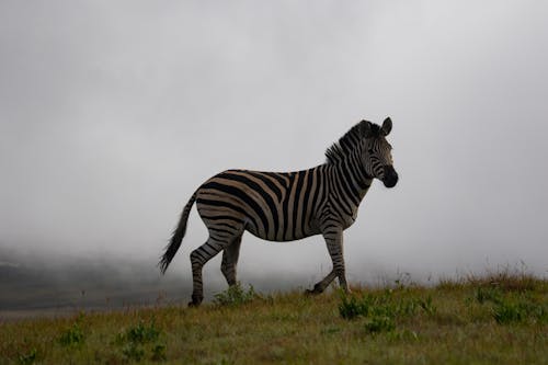 Free Zebra Standing on Green Grass Field Stock Photo
